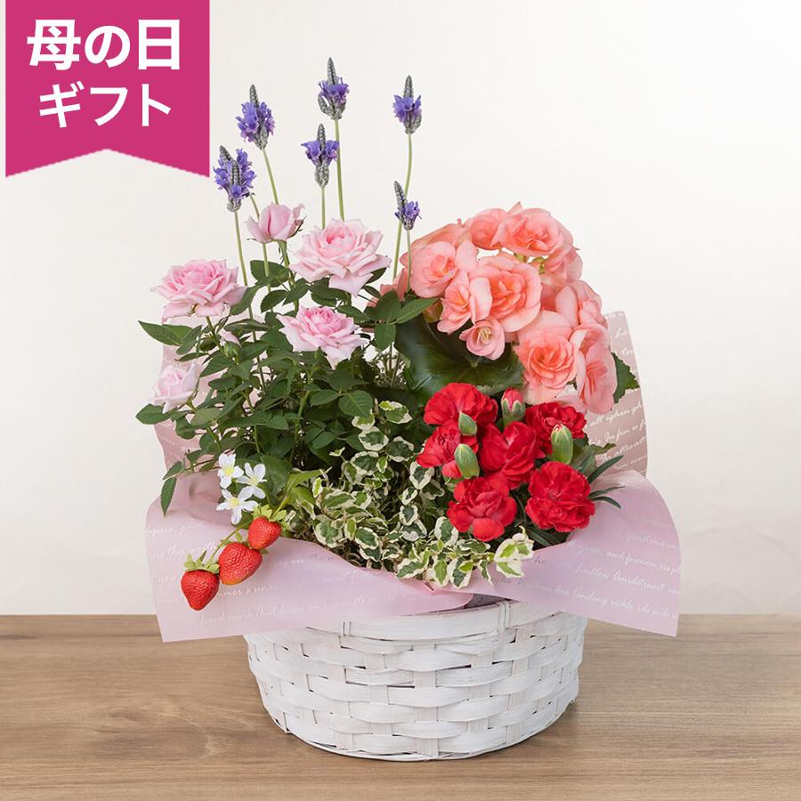 母の日 寄せ鉢「マムズ・バスケット」 鉢植え フラワー 2026 花 宅配 プレゼント ギフト 母 50代 60代 70代（Yahoo!・イイハナ・ドットコム Yahoo!店）