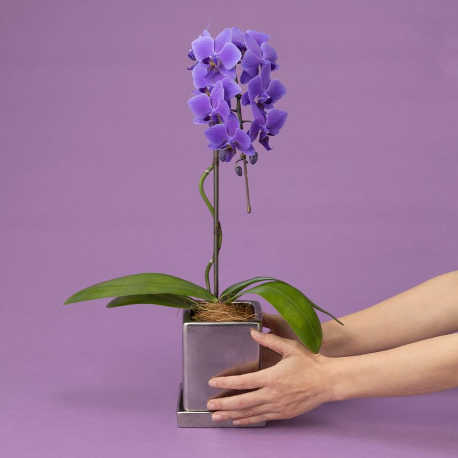 母の日 鉢植え「世界で初めての青色コチョウラン BLUEGENE（R）」 2026 花 宅配 プレゼント ギフト 母 50代 60代 70代の画像