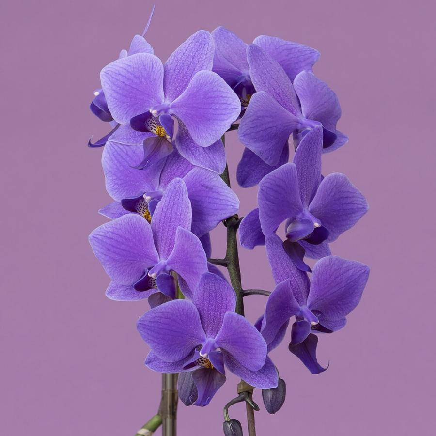 母の日 鉢植え「世界で初めての青色コチョウラン BLUEGENE（R）」 2026 花 宅配 プレゼント ギフト 母 50代 60代 70代の画像