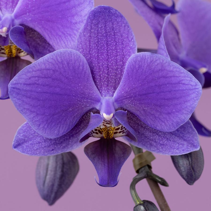 母の日 鉢植え「世界で初めての青色コチョウラン BLUEGENE（R）」 2026 花 宅配 プレゼント ギフト 母 50代 60代 70代の画像