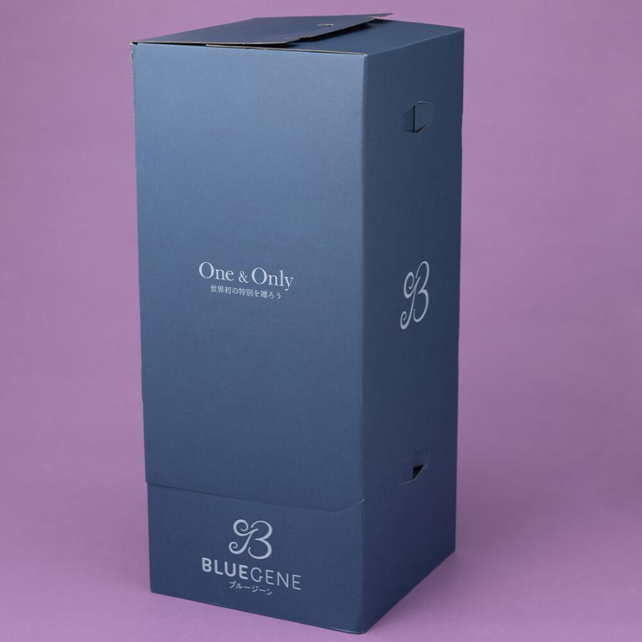 母の日 鉢植え「世界で初めての青色コチョウラン BLUEGENE（R）」 2026 花 宅配 プレゼント ギフト 母 50代 60代 70代の画像