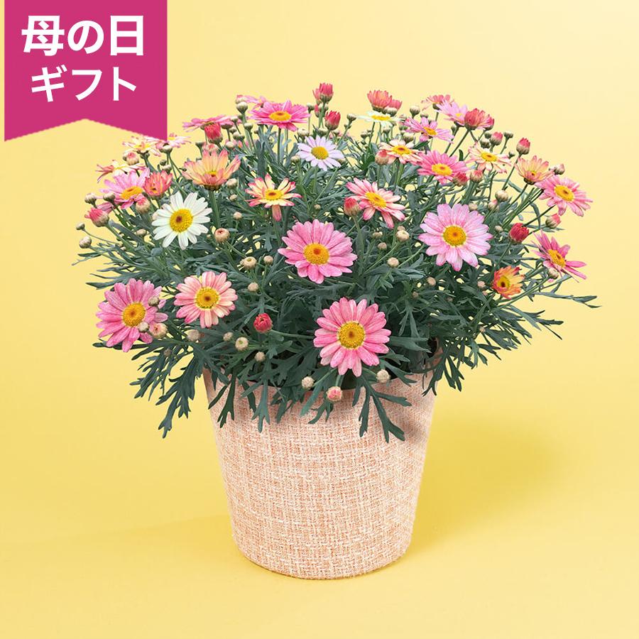 母の日 鉢植え「花色変わるマーガレット 苺ミルク」 イエロー ピンク 5号 花鉢 2026 花 宅配 プレゼント ギフト 母 50代 60代 70代（Yahoo!・イイハナ・ドットコム Yahoo!店）