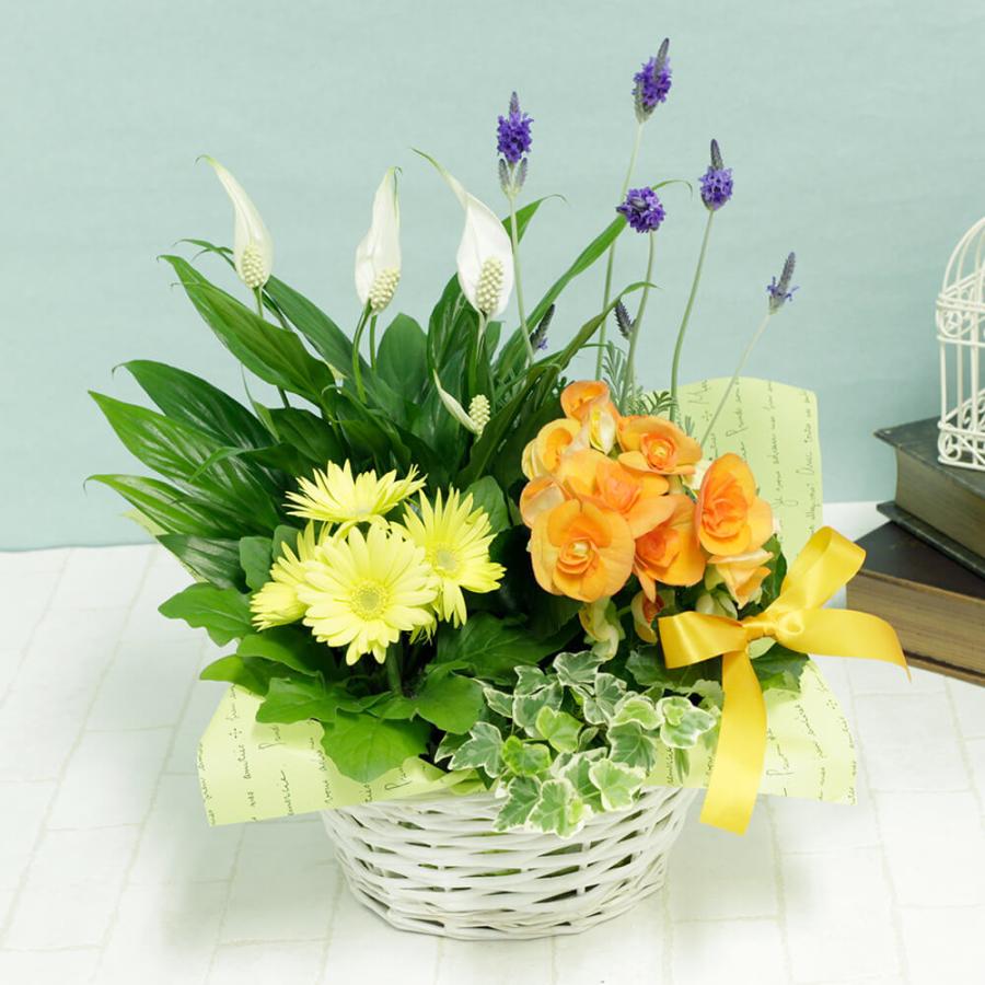花 ギフト 鉢植え 寄せ鉢 シャイニー フレッシュ 花鉢 フラワーギフト プレゼント スパティフィラム レースラベンダー リーガスベゴニア ガーベラ イイハナ ドットコム 通販 Paypayモール