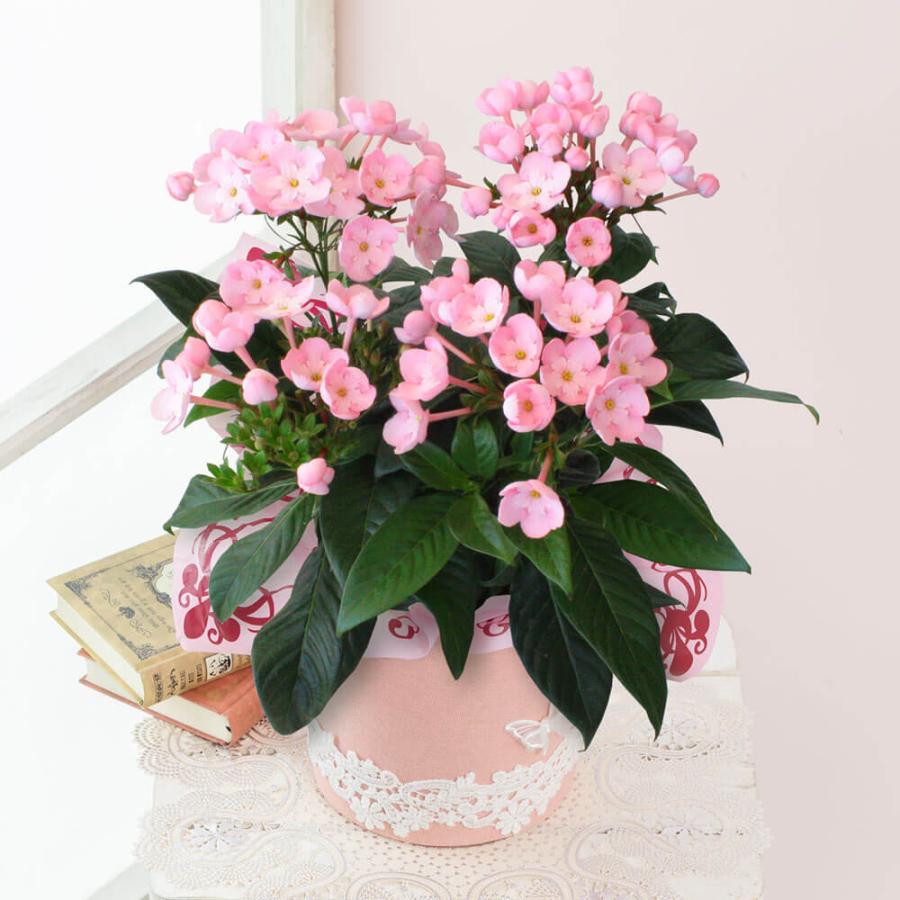 花 ギフト 鉢植え におい桜 ココ ワンランク上の上質ギフト 花鉢 フラワーギフト 誕生日 5号 お祝い 爆買い新作 プレゼント