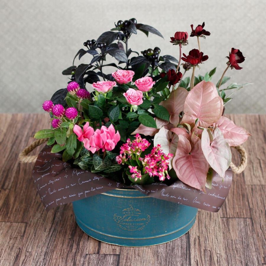 花 ギフト 鉢植え 寄せ鉢 オータム ハーモニー 花鉢 バラ シクラメン 千日紅 チョコレートコスモス プレゼント ブランド激安セール会場 フラワー ギフト カランコエ