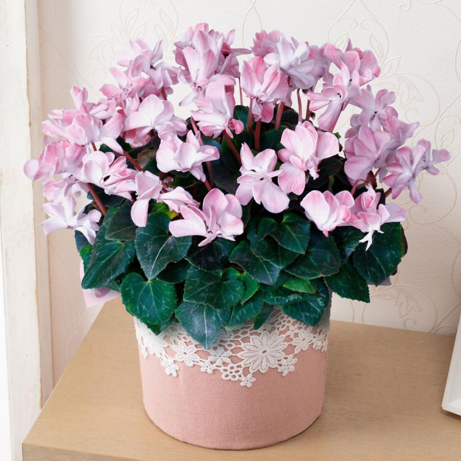 花 ギフト 鉢植え ふんわりシクラメン ウィンクシャワーレッド 5号 花鉢 フラワーギフト プレゼント 誕生日 お祝い イイハナ ドットコム 通販 Paypayモール