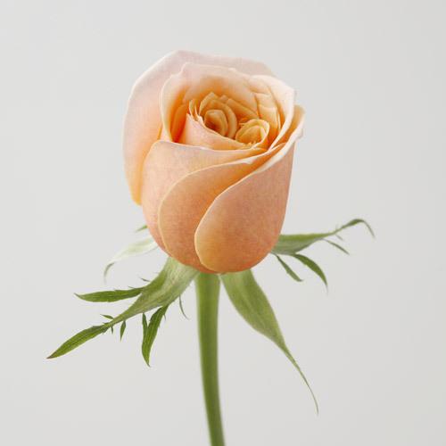 全国宅配無料 バラ 花束 80本 モダンローズ アプリコット 花 生花 ギフト フラワーギフト プレゼント 最新情報 Kuljic Com