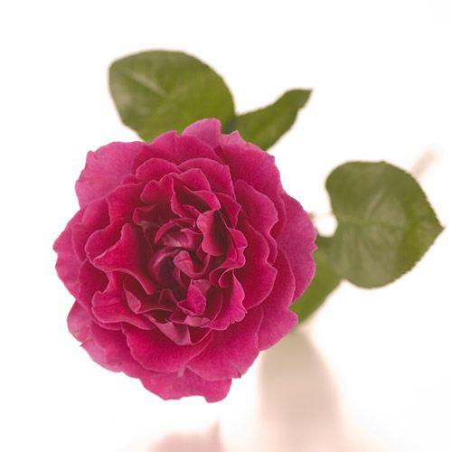 バラ 花束 クラシックローズ ドラマティックレイン 花 生花 ギフト フラワーギフト プレゼント イイハナ ドットコム 通販 Paypayモール