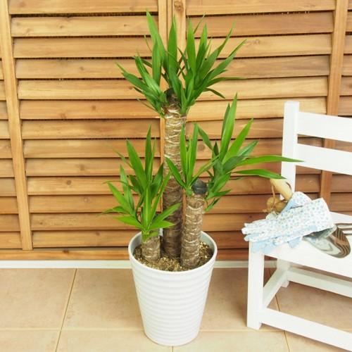 全国組立設置無料 観葉植物 ドラセナ ユッカ 7号 おしゃれ 陶器鉢 インテリア 引っ越し祝い 友達 プレゼント メッセージ 予約販売品 Aleefsurgical Com