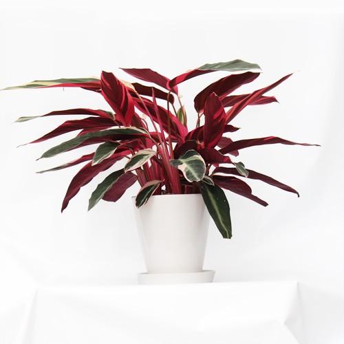 観葉植物 カラテア トリオスター 6号 おしゃれ 陶器鉢 インテリア 引っ越し祝い 友達 プレゼント メッセージ イイハナ ドットコム 通販 Paypayモール