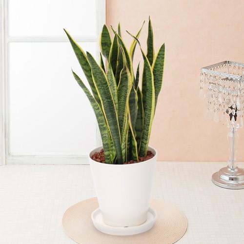 観葉植物 サンスベリア 6号 おしゃれ 陶器鉢 インテリア 引っ越し祝い 友達 プレゼント メッセージ イイハナ ドットコム 通販 Paypayモール