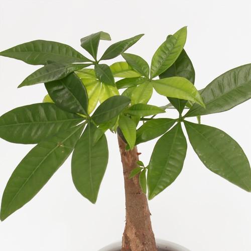 観葉植物 パキラ おしゃれ 小 ミニ 丸 引っ越し祝い 友達 プレゼント メッセージ イイハナ ドットコム 通販 Paypayモール