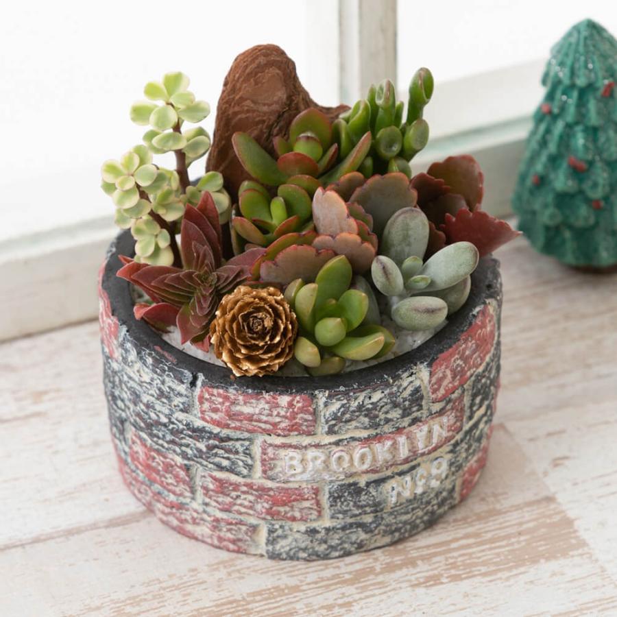 最高多肉 植物 おしゃれ 最高の壁紙コレクション