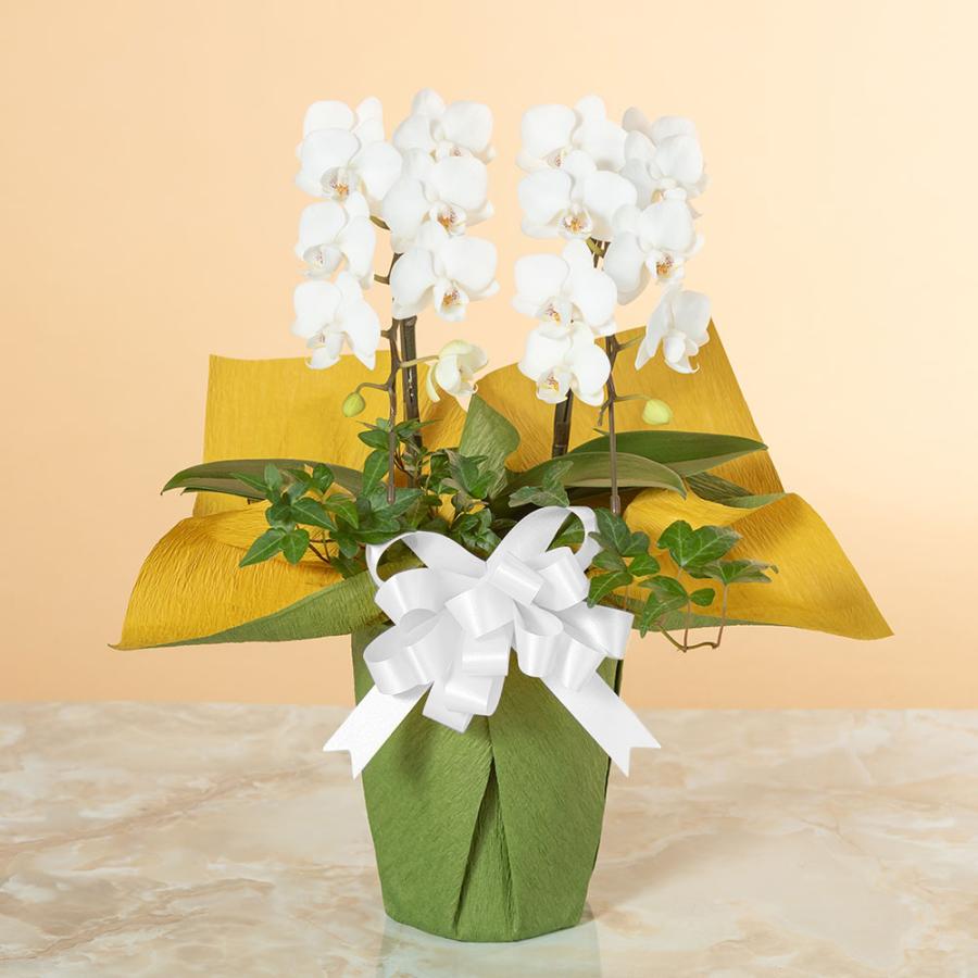 胡蝶蘭 ギフト 鉢植え ミディー胡蝶蘭2本立ち 白 弔事用 お供え 命日 お盆 安い 激安 プチプラ 高品質 花 供花 お彼岸 お悔やみ