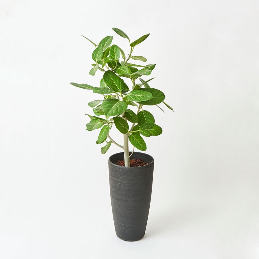 M インテリアフィカス (⁎ᴗ͈ˬᴗ͈⁎)ベンガレンシス 観葉植物 本物 フィカス・ベンガレンシス（ベンガルボダイジュ