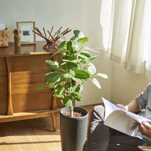 観葉植物「フィカス・ベンガレンシス 7号」 7号 おしゃれ 引っ越し祝い