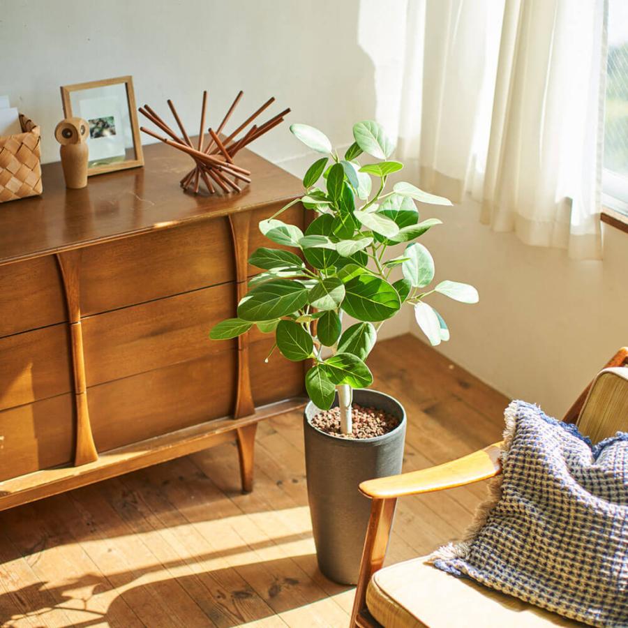 M インテリアフィカス (⁎ᴗ͈ˬᴗ͈⁎)ベンガレンシス 観葉植物「フィカス・ベンガレンシス 7号」 7号 おしゃれ