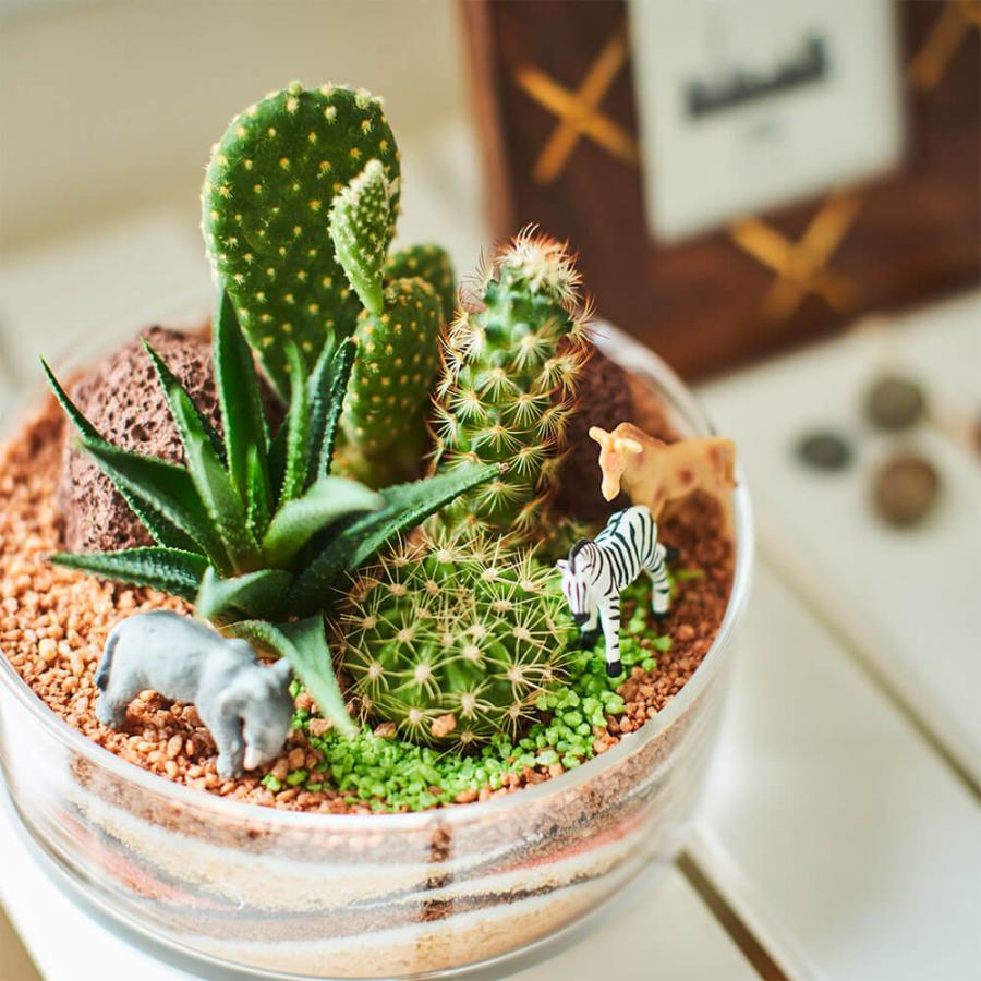 ジオラマ寄せ植え サファリ おしゃれ 引っ越し祝い 友達 プレゼント ギフト サボテン インテリア イイハナ ドットコム 通販 Paypayモール