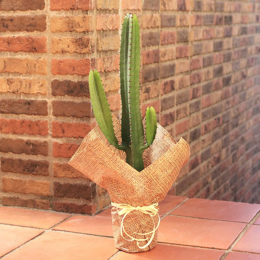 観葉植物 柱サボテン おしゃれ 引っ越し祝い 友達 プレゼント ギフト インテリア 6号 イイハナ ドットコム 通販 Paypayモール