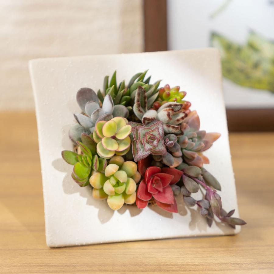 多肉植物 寄せ植え ボタニカルフレーム おしゃれ インテリア 引っ越し祝い プレゼント 観葉植物 Tu イイハナ ドットコム Yahoo 店 通販 Yahoo ショッピング