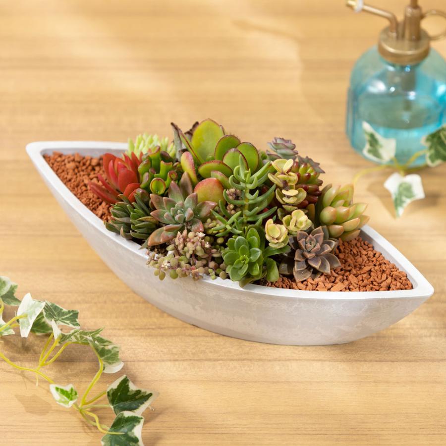 売約済多肉植物 寄せ植え 多肉植物 寄せ植え「グリーン・ボート」 おしゃれ インテリア