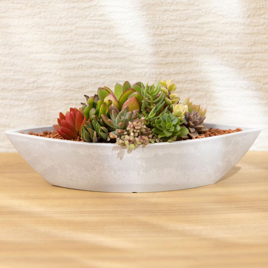 多肉植物 寄せ植え「グリーン・ボート」 おしゃれ インテリア 引っ越し