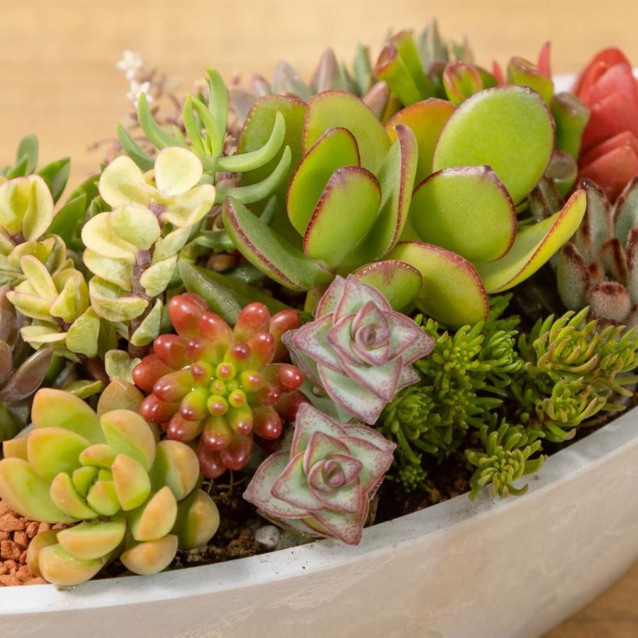 多肉植物 寄せ植え「グリーン・ボート」 おしゃれ インテリア