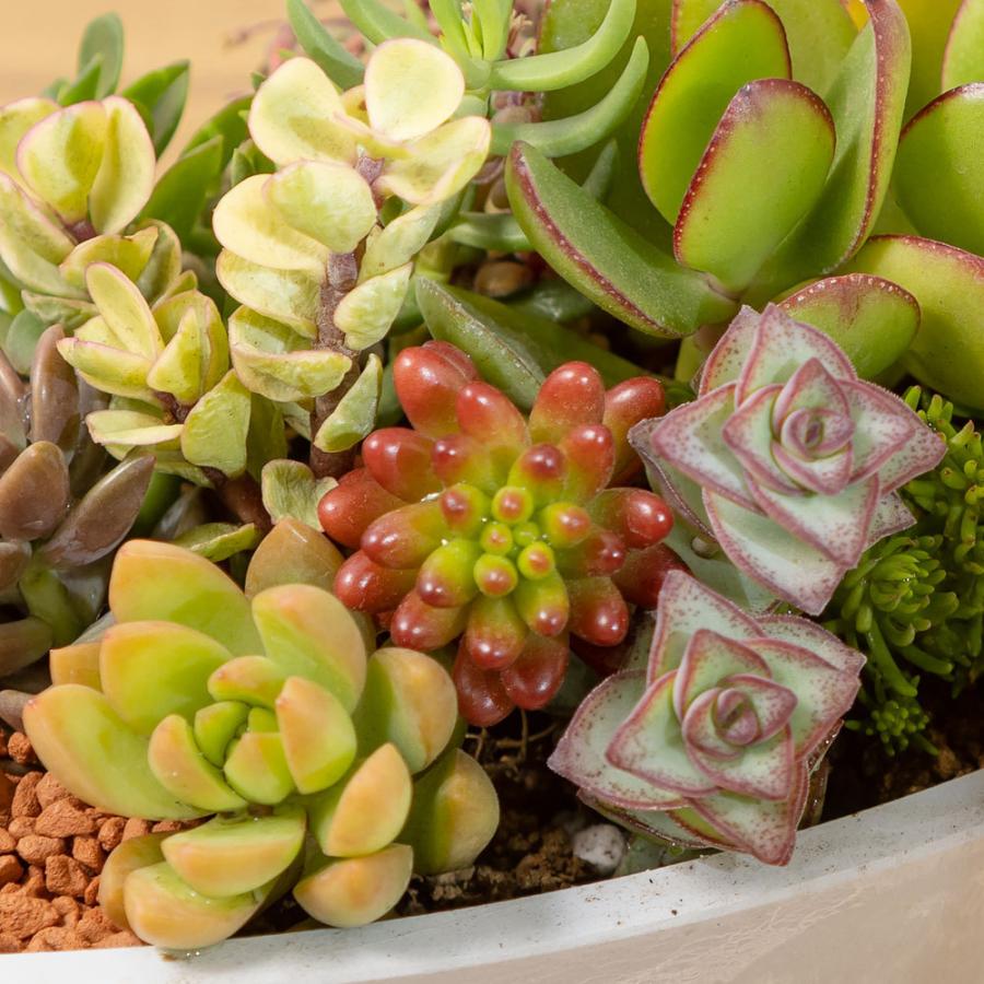 多肉植物 寄せ植え「グリーン・ボート」 おしゃれ インテリア