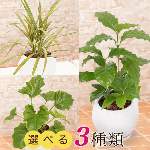観葉植物 選べる3種類 セローム/コーヒーの木/ドラセナ・コンシンネ