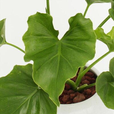 観葉植物 選べる3種類 セローム/コーヒーの木/ドラセナ・コンシンネ