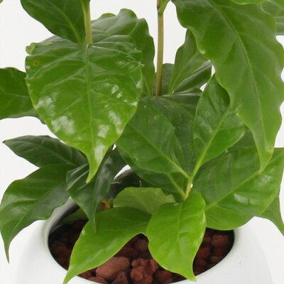 観葉植物 選べる3種類 セローム/コーヒーの木/ドラセナ・コンシンネ