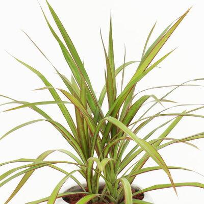 観葉植物 選べる3種類 セローム/コーヒーの木/ドラセナ・コンシンネ