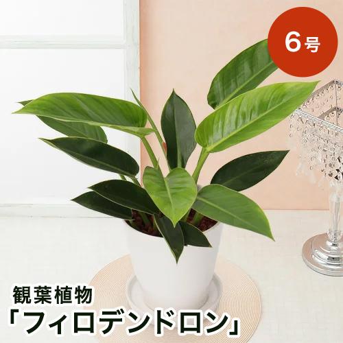 選べる観葉植物 モンステラ/オーガスタ/サンスベリア/フィロデンドロン/ミルクブッシュ/シャフレラ・ハッピーイエロー/パキラ 6号 インテリア 鉢植え プレゼント｜e87ys｜15