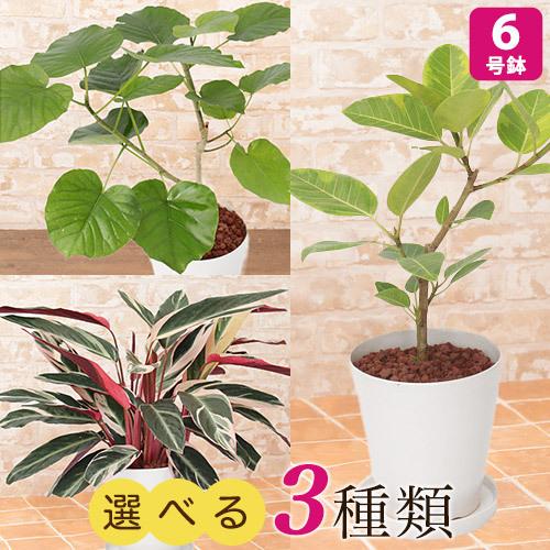 値下げ 選べる観葉植物 フィカス ウンベラータ カラテア トリオスター アルテシマ 6号 インテリア グリーン 鉢植え フラワー ギフト 花 プレゼント お祝い