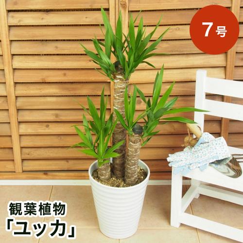 観葉植物 選べる2種類 ユッカ/シェフレラ・アルパイン 7号 インテリア