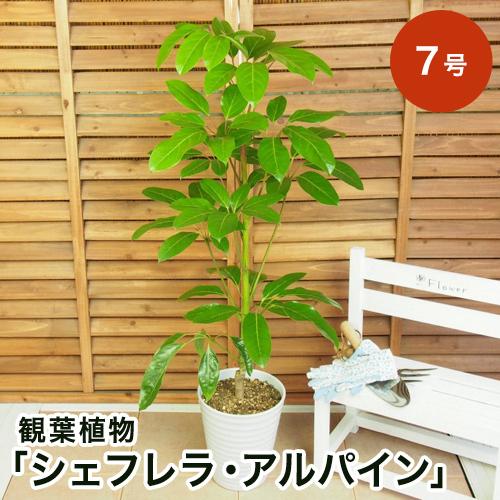 観葉植物 選べる2種類 ユッカ/シェフレラ・アルパイン 7号