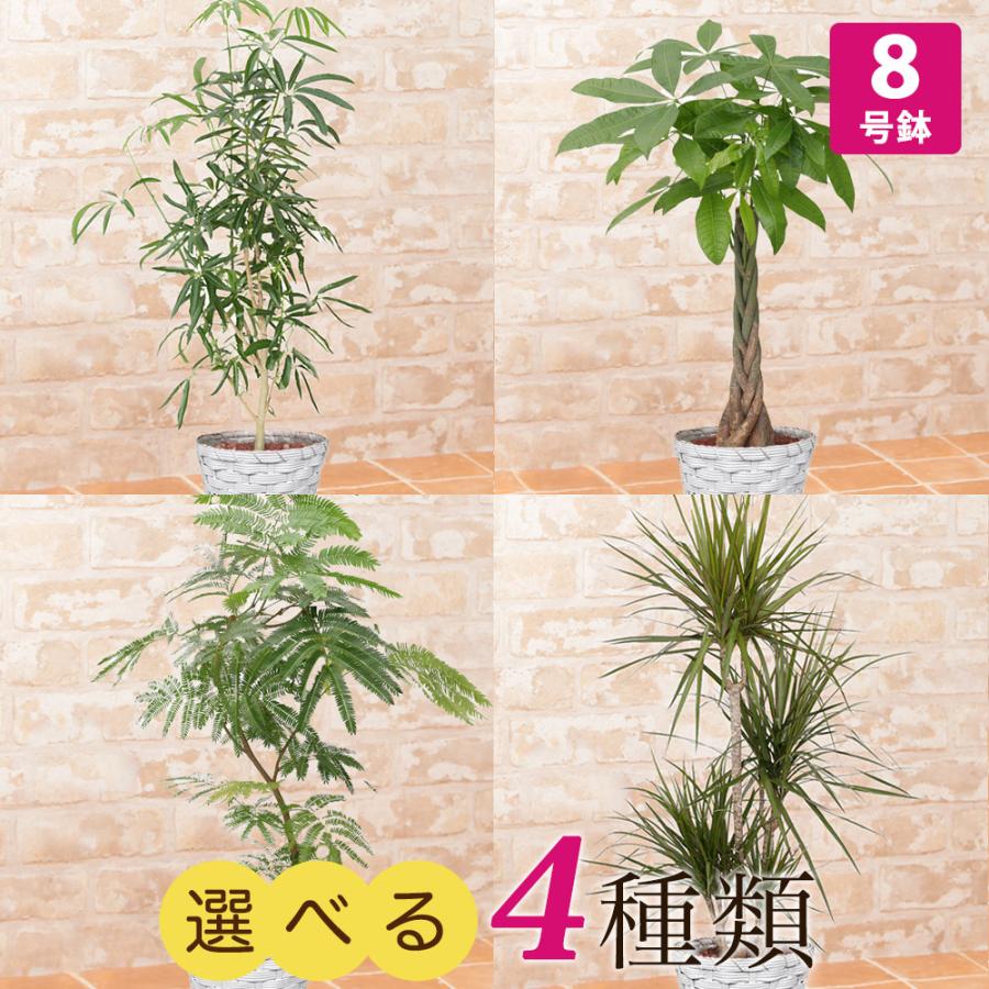 観葉植物 選べる4種類 シェフレラ パキラ エバーフレッシュ ドラセナ コンシンネ 8号 インテリア 鉢植え フラワー ギフト 花 プレゼント お祝い 記念 贈り物 楽天ランキング1位