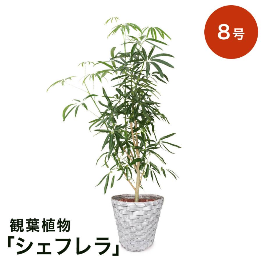 観葉植物 選べる4種類 シェフレラ パキラ エバーフレッシュ ドラセナ コンシンネ 8号 インテリア 鉢植え フラワー ギフト 花 プレゼント お祝い 記念 贈り物 楽天ランキング1位