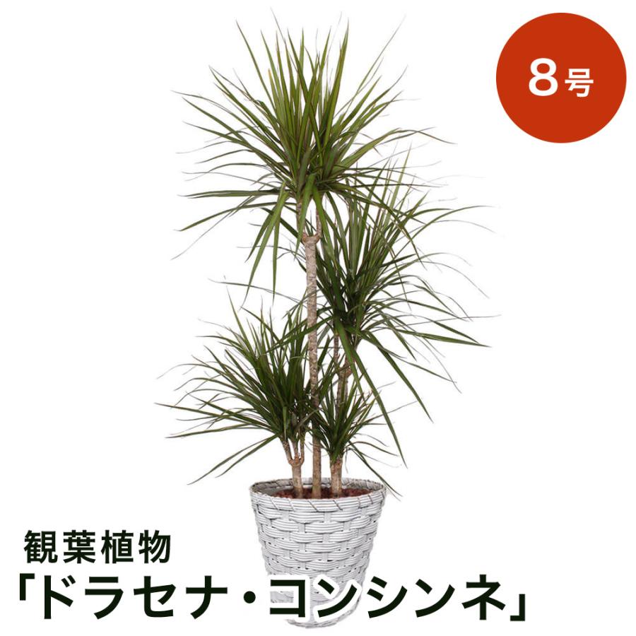 観葉植物 選べる4種類 シェフレラ パキラ エバーフレッシュ ドラセナ コンシンネ 8号 インテリア 鉢植え フラワー ギフト 花 プレゼント お祝い 記念 贈り物 楽天ランキング1位