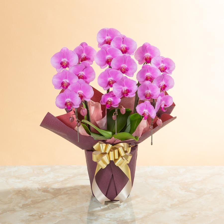 最も優遇 胡蝶蘭 鉢植え 大輪胡蝶蘭3本立ち ピンク スタンダードクラス 生花 お祝い 開店祝い 開業祝い 引っ越し祝い 花ギフト メッセージ