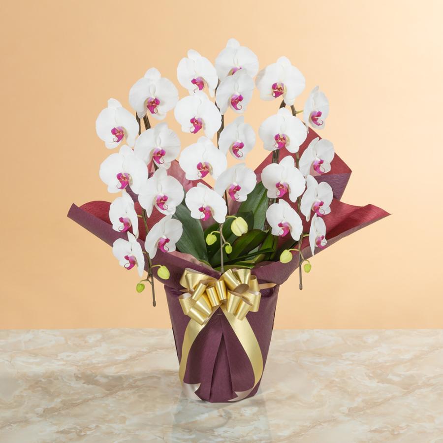 品質満点 胡蝶蘭 鉢植え 大輪胡蝶蘭3本立ち 赤リップ スタンダードクラス 生花 お祝い 開店祝い 開業祝い 引っ越し祝い 花ギフト メッセージ30 800円 Whitesforracialequity Org