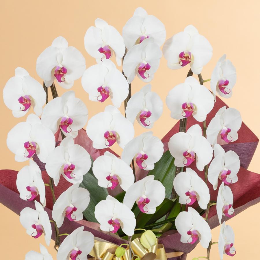 キャンペーンもお見逃しなく 胡蝶蘭 お祝い 7本立ち 白色 ピンク色 赤リップ 大輪 ギフト Globescoffers Com
