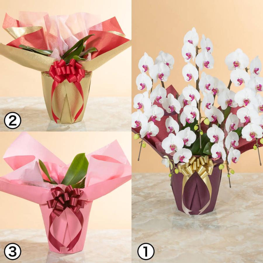 いただけま 胡蝶蘭 花ギフト メッセージ イイハナ ドットコム 通販 Paypayモール 鉢植え 大輪胡蝶蘭5本立ち 赤リップ スペシャルクラス 生花 お祝い 開店祝い 開業祝い 引っ越し祝い いについて Www Blaskogabyggd Is