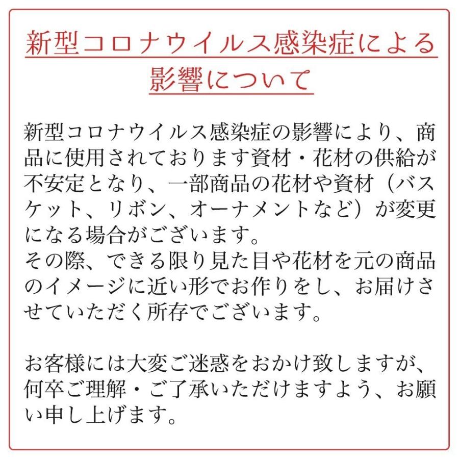 胡蝶蘭 鉢植え ミディー胡蝶蘭5本立ち 赤リップ 生花 開店記念セール お祝い メッセージ 引っ越し祝い 開店祝い 開業祝い 花ギフト