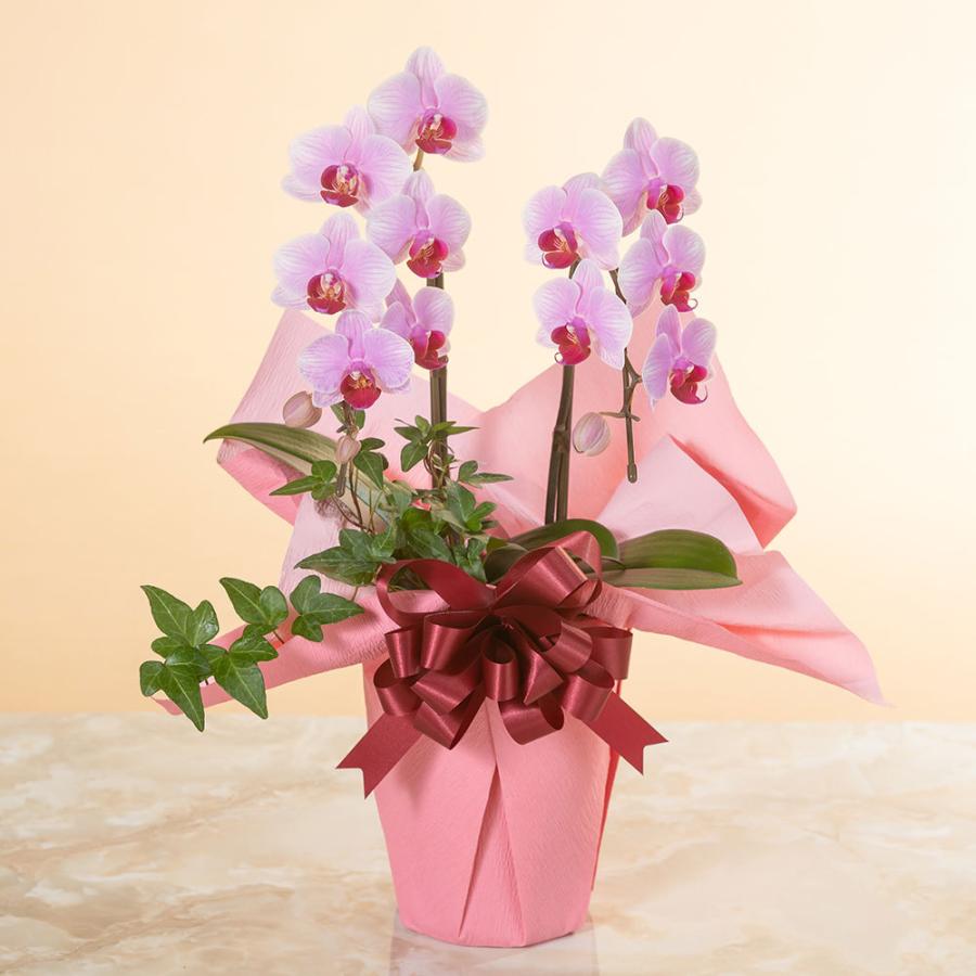 トラブルに 胡蝶蘭 供花 花ギフト メッセージ イイハナ ドットコム 通販 Paypayモール 鉢植え ミディー胡蝶蘭2本立ち 白 赤リップ 黄色 生花 お祝い 開店祝い 開業祝い 引っ越し祝い お悔やみ すので