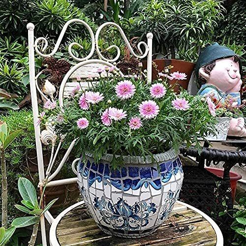 Kioiien 美しい鉢 ホーム屋内プランター鍋屋外廊下廊下プランターパターンプランタークリエイティブアニマルリ 植木鉢 Dream M Fkoh Jp
