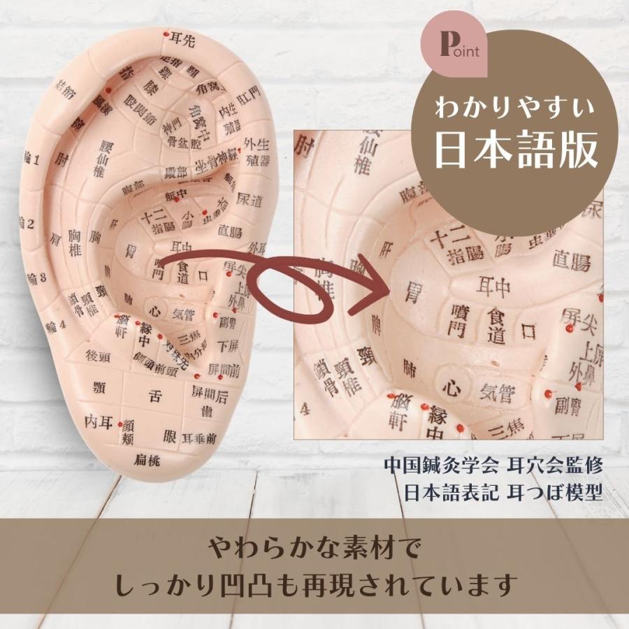 Beautear（ビューティア） 耳つぼ模型 日本語版 耳模型 日本語表記 耳