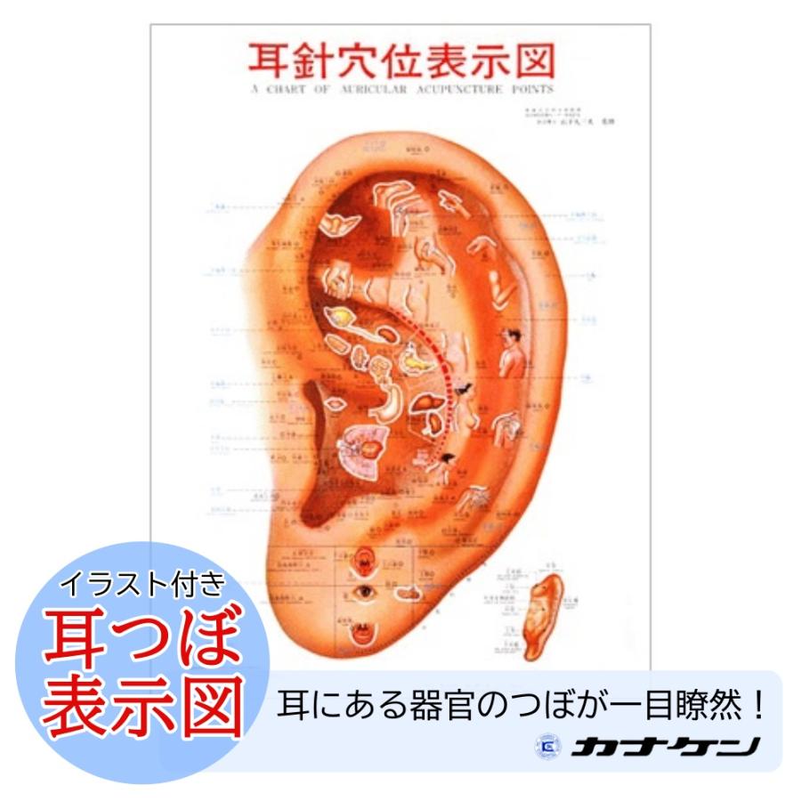 耳つぼ ポイントマスター 耳針療法 早見表 ポスター付 カナケン 位置確認 耳ツボ｜ear-heartdrop｜03