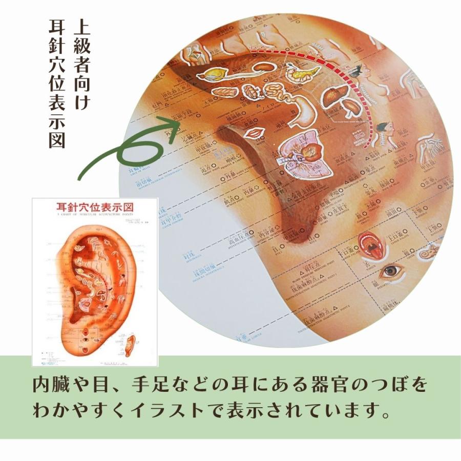 耳つぼポスター 耳針穴位表示図 耳つぼマップ B3 上級者向け 耳介図 耳