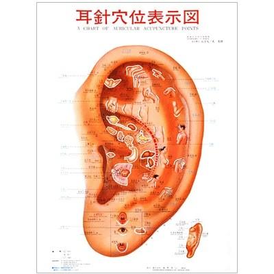 カナケン 耳つぼポスター 位置確認 耳針穴位表示図 カラー ポスター 耳介図 耳つぼジュエリー 耳ツボ｜ear-heartdrop｜03